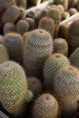 Natural background with a desert kind of cactuses grows in a warm house.