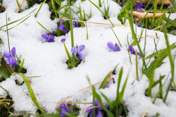 First wild violets covered with snow. Late snow in March