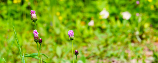 panoramic view of thistle on green color bokeh background