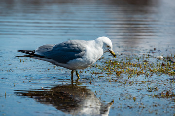 Seagulls in the springtime nice sunny day 