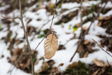 Obraz premium Autums leaves of birch. Still firm on the branch. Dry leaves.