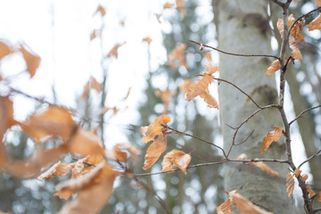 Autums leaves of birch. Still firm on the branch. Dry leaves.