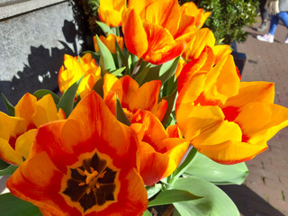 bunch of orange Dutch tulips