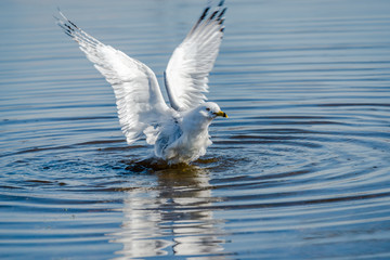 Seagulls in the springtime nice sunny day 