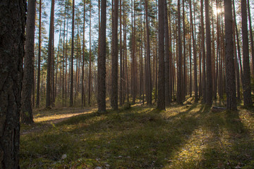 Light of the sun and shade of trees in a pine forest