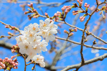 サクラの花