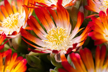 Lampranthus with its open orange flowers full of pollen