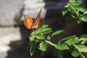 linda borboleta laranja no quintal da minha casa.