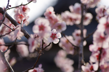 満開の梅の花