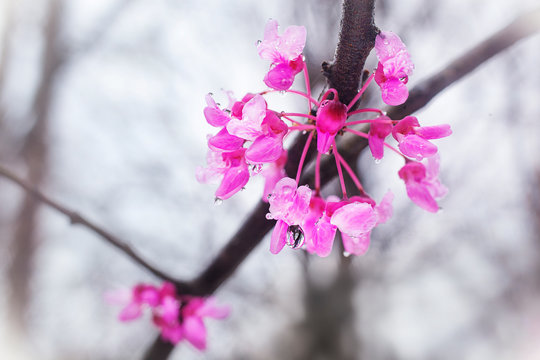 A close up of a flowering Eastern Redbud tree with rain droplets.