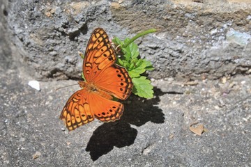 linda borboleta laranja no quintal da minha casa.