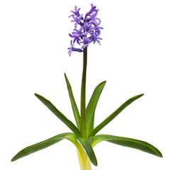 Violet flowers of hyacinth with green leaves, isolated on white background
