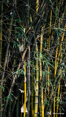 reeds in water