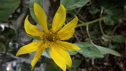 Fototapeta premium yellow flower in the garden