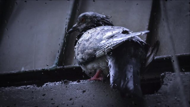 Wet dove sitting on cornice during rain