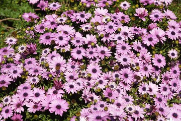 Osteospermum (African daisy) / Asteraceae flowers.