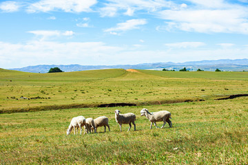 Naklejka na ściany i meble Sheep flock is on the grassland