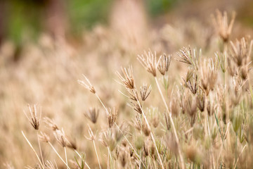 The abstract background of colorful flowers that grow naturally on the roadside or rice fields, are beautiful along the lines, seen at viewpoints or various tourist attractions.