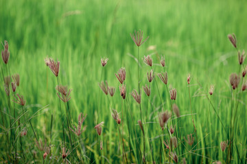 The abstract background of colorful flowers that grow naturally on the roadside or rice fields, are beautiful along the lines, seen at viewpoints or various tourist attractions.