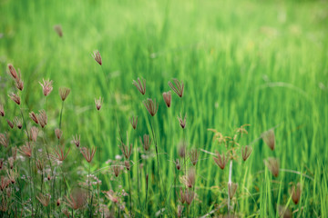 A close up view of a green rice field And surrounded by various species of trees, seen in scenic spots or rural tourist routes, beautiful ecological systems