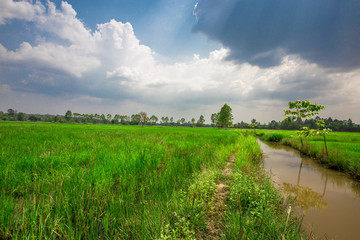 A close up view of a green rice field And surrounded by various species of trees, seen in scenic spots or rural tourist routes, beautiful ecological systems