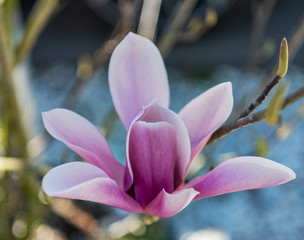 Magnolia soulangeana