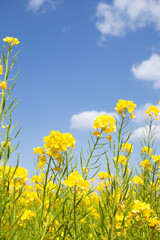 青空背景の菜の花