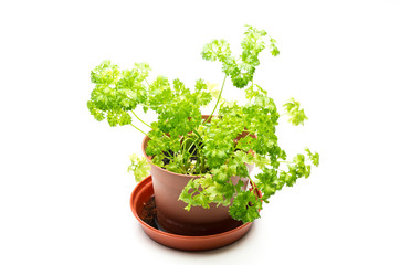 parsley