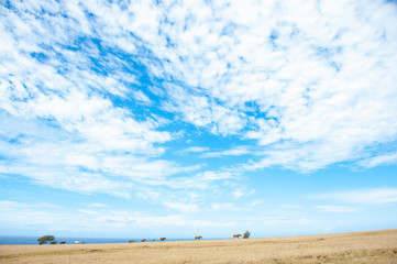 Fototapeta na wymiar Horde of Horses in the field, blue sky