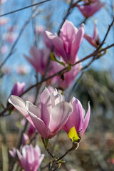 Magnolia soulangeana