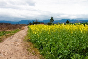 China's rural landscape