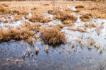 swamp in winter, daytime