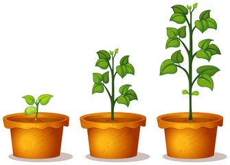 Three potted plants with green leaves