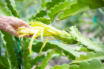 Dragonfruits, Pitaya, flower and bud, Yellow
