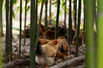 A flock of chickens on the farm