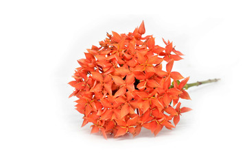  Ixora flowers are isolated on a white background. Clipping path