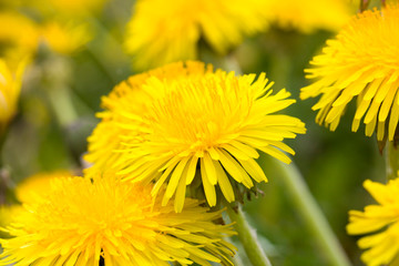 yellow beautiful dandelions