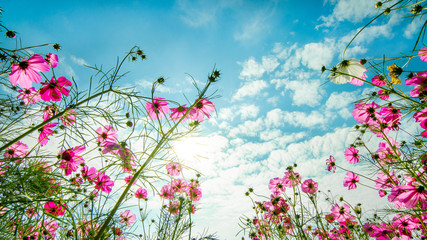 Purple, pink,cosmos flowers blooming  in the garden with blue sky and clouds for background