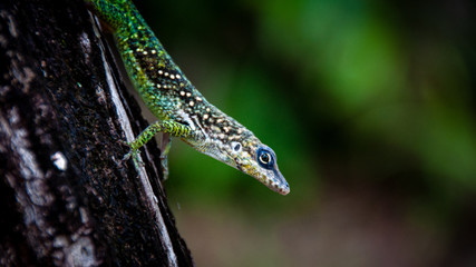 lizard on a rock