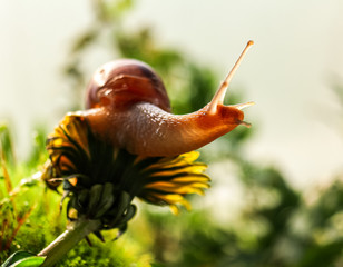 Snail sitting on a blooming flower.