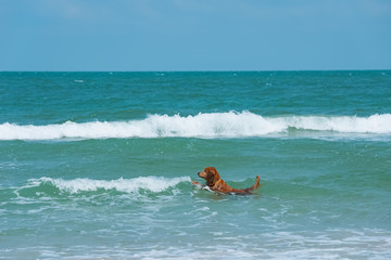 A dog bathes in the sea on a Sunny day