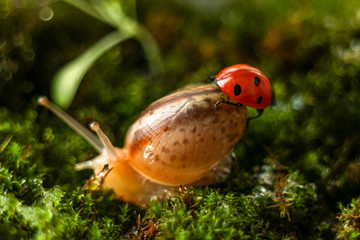 Ladybug sitting on a moving snail.