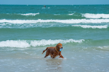 A dog bathes in the sea on a Sunny day