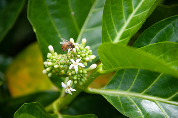 Bee, Pollinator and Noni Flower