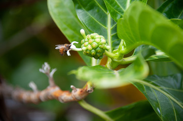 Bee, Pollinator and Noni Flower