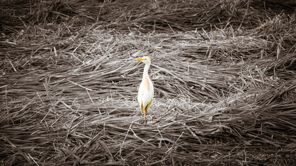 stork in nest