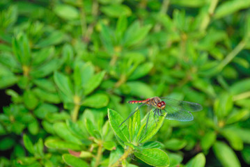 赤トンボ　素材