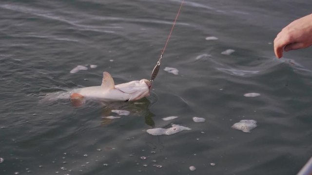 Fisherman raises a predatory asp from the water