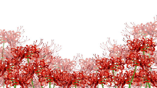 彼岸花 Images – Browse 35,904 Stock Photos, Vectors, and Video