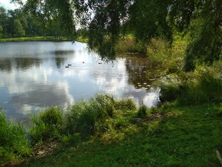 Pond in summer